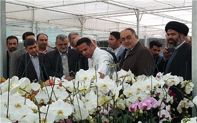 وزیر جهاد کشاورزی: صادرات پنج کوزه گل ارکیده معادل یک بشکه نفت ارزآوری دارد