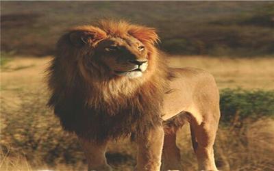 شیر ایرانی پس از 80 سال به ایران بازگشت