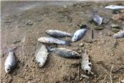 ریختن سم به رودخانه علت مرگ و میر ماهی‌های رودخانه رمه‌چر ایذه بوده است