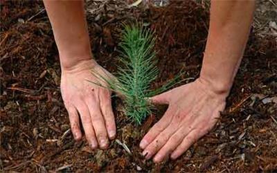 درختکاری، راه حلی ساده برای مقابله با خشکسالی در کشور