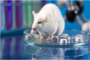امکان مطالعه بر روی روش‌های درمانی نوین با تولید حیوانات مدل محققان کشور