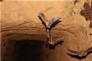 کشف 4 گونه خفاش مرتبط با خفاشی که عامل کروناویروس بود