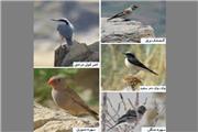ثبت 5 گونه پرنده جدید توسط محققان دانشگاه اراک