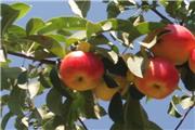 موفقیت محققان کشور در ردیابی ویروس‌ها و سالم‌سازی پایه و ارقام مختلف سیب و زیتون