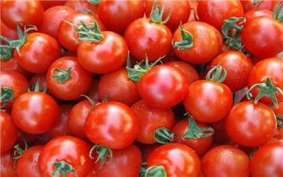 گوجه فرنگی کیلویی 15 هزار تومان!
