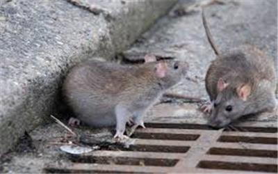 موش ها، شهر را بلعیدند