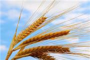 مدیر جهاد کشاورزی رامهرمز :  گندم بوجاری شده کشاورزان در حال تامین شدن است