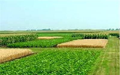 کاهش فرسایش خاک با پسماندهای شالیکاری و صنعتی/رشد بذر علوفه‌ای بعد از 6 ماه مالچ پاشی