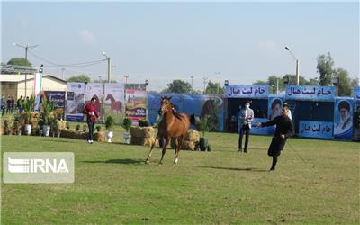 خوزستان قهرمان مسابقات زیبایی اسب اصیل ایرانی شد