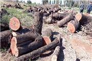 هیچ گونه مجوزی برای قطع درختان در کوی سوم شعبان دزفول صادر نشده است