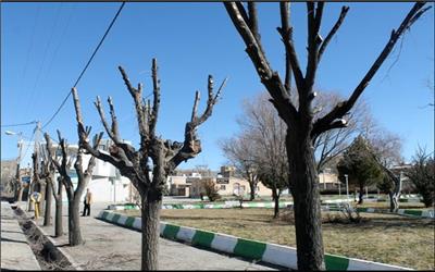 درختان تهران، قربانی هرس‌‌ نادرست