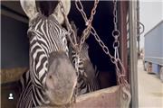 یک فعال حقوق حیوانات: سازمان محیط زیست مجوز واردات حیات وحش را صادر نکند