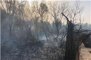آتش جنگلهای احمدفداله دزفول را فرا گرفت