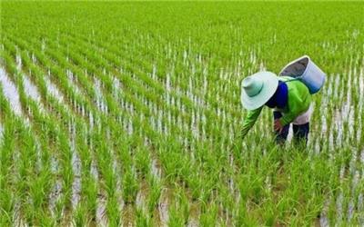 رئیس سازمان جهاد کشاورزی استان عنوان کرد عدم ارائه خدمات کشاورزی به برنجکاران خوزستان