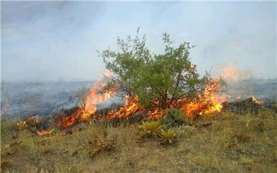 آتش سوزی در جنگل های سالند دزفول