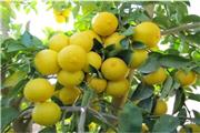 برداشت لیمو شیرین از باغات شهرستان دزفول