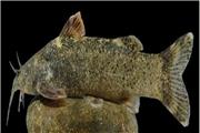 ماجرای ثبت گونه جدید ماهی به نام «علی دایی» چه بود؟