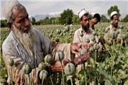 افزایش تولید تریاک در افغانستان در میان بحران شدید اقتصادی