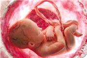 تعیین جنسیت جنین با ‌طب سنتی