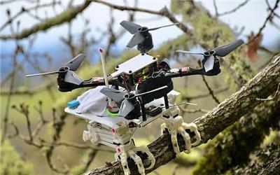 پرنده رباتیک با توانایی بی‌نظیر در گرفتن شاخه‌ درختان