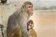به بهانه روز جهانی میمون؛ خطر میمون برای حیات وحش ایران