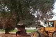 قطع کهنسال ترین درخت آکالیپتوس در کل استان خوزستان توسط شهرداری میانرود/ مجوز داشتیم