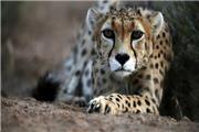 به مناسبت روز جهانی حیات وحش؛ از گونه‌های در خطر انقراض ایران چه خبر؟