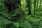 وجود بیش از 7000 گونه گیاهی و جانوری در جنگل‌های کشور/عوامل تخریب به‌درستی کنترل نشده‌اند