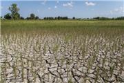خسارت 80 درصدی خشکسالی به اراضی دیم خوزستان