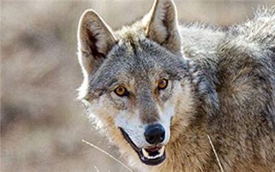 حمله گرگ‌های گرسنه به دو زن در خلخال