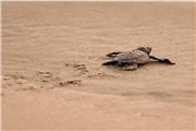 20 بچه لاک پشت دریایی  در ترکیه  به ساحل 