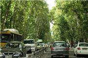 مرگ 52 هزار چنار تهران در سکوت؛ هر درخت یک میلیارد تومان
