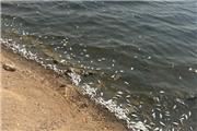 مرگ دسته‌جمعی ماهیان در دریاچه نمک ماهشهر/ از آب دریاچه نمونه‌گیری شد