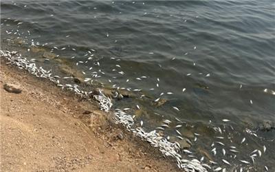 مرگ دسته‌جمعی ماهیان در دریاچه نمک ماهشهر/ از آب دریاچه نمونه‌گیری شد