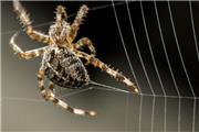 تولید ژل دارویی از پروتئین تار عنکبوت