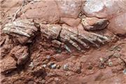 کشف فسیل جانوری ناشناخته قدیمی‌تر از دایناسورها!