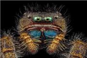 تصاویر ترسناک از صورت یک مورچه
