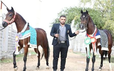مسابقات زیبایی قهرمانی کشور جشنواره زیبای اسب اصیل عرب خوزستان در شهرستان شوشتر برگزار شد.