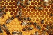 معاون وزیر جهاد کشاورزی: ایران رتبه سوم جهانی تولید عسل را دارد