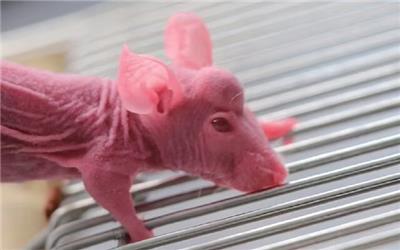 موش‌های شاخ‌دار، نویدبخش رشد مجدد اندام در انسان