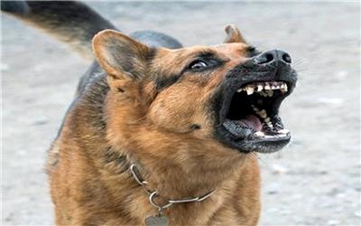 مصدومیت کودک آبادانی براثر حمله سگ