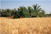 پنج میلیون تُن گندم از کشاورزان خریداری شد