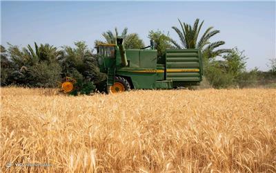 پنج میلیون تُن گندم از کشاورزان خریداری شد