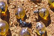 ساخت آنتی بیوتیک از مورچه های استرالیایی