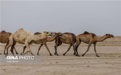 وجود حدود 7000 شتر در خوزستان/پرورش شتر در 14 شهرستان