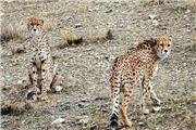 معاون محیط زیست: فقط 5 سال برای حفظ نسل یوزپلنگ ایرانی فرصت داریم