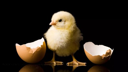 مرغ ها بیش از 1000 سال قبل اهلی شدند حل یک پرسش تاریخی بشری : اول مرغ بوده یا تخم‌مرغ؟